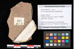 Foto (Objekt + Etikett) von Pinus posttaedaeformis Ettingshausen (NHMW-GEO-2024-0188-0277)
